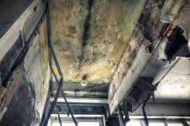 Best Emergency Mold Remediation  in Emerson, GA